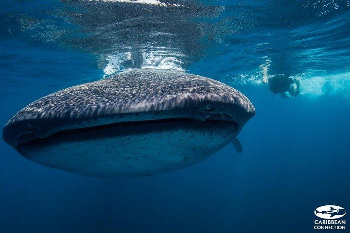 Cancun Whale Shark Encounter from Cancun