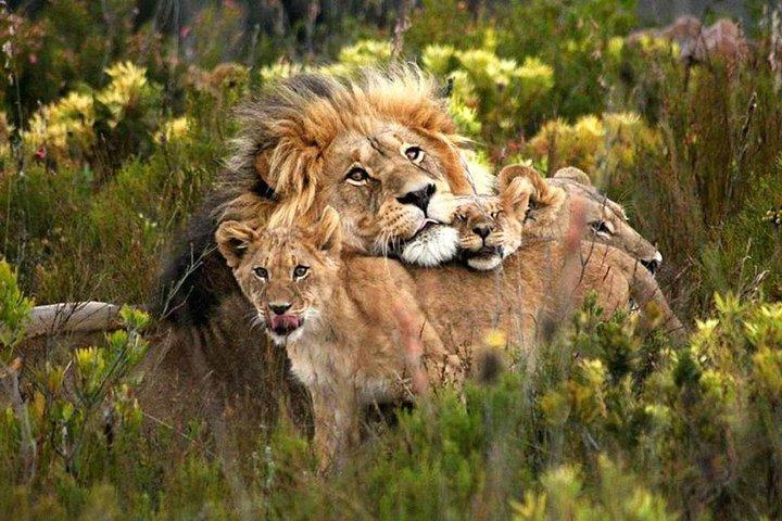 5 -Safari to Manyara, Serengeti & Ngorongoro