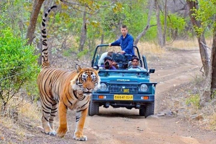 Private Day Tour Of Kumbhalgarh Fort & Wildlife Sanctuary From Udaipur