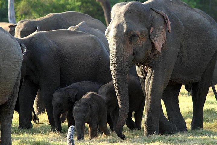 Polonnaruwa: Afternoon Wildlife Safari in Minneriya National Park