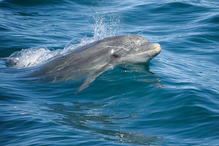 Dolphin Watching and Cave Boat Cruise from Albufeira