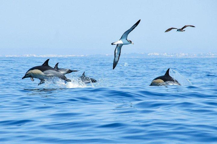 Dolphins & Cave Boat Cruise with Marine Biologist from Albufeira