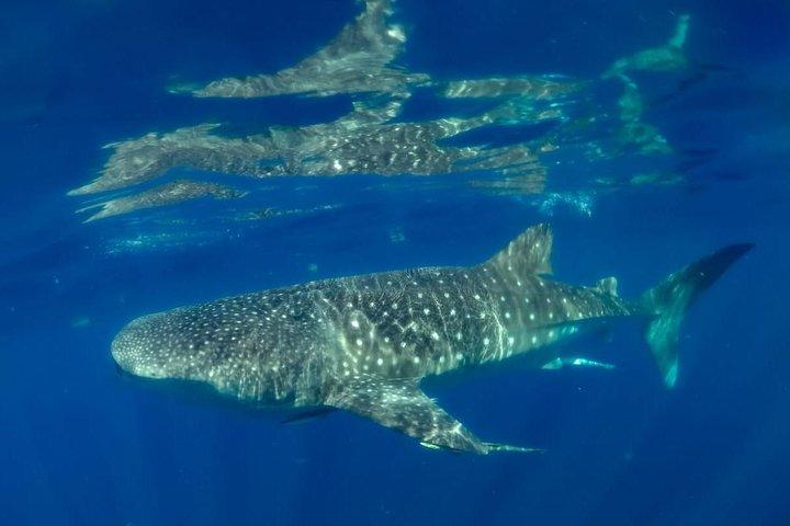 Private Whale shark Ecofriendly tour from Cancun