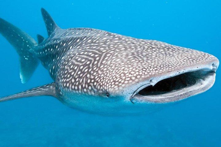 Private Whale shark Ecofriendly tour from Cancun