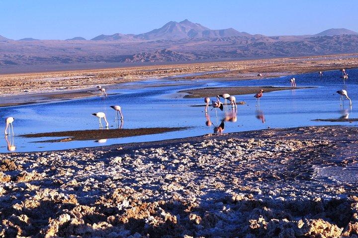 Altiplanic Lagoons & Piedras Rojas Tour from San Pedro de Atacama