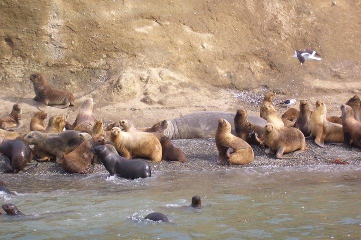 Magdalena Island Penguin Tour by Boat from Punta Arenas