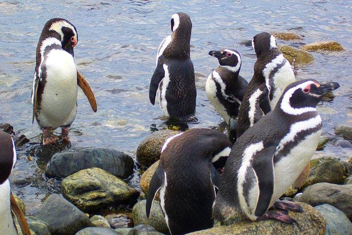 Magdalena Island Penguin Tour by Boat from Punta Arenas