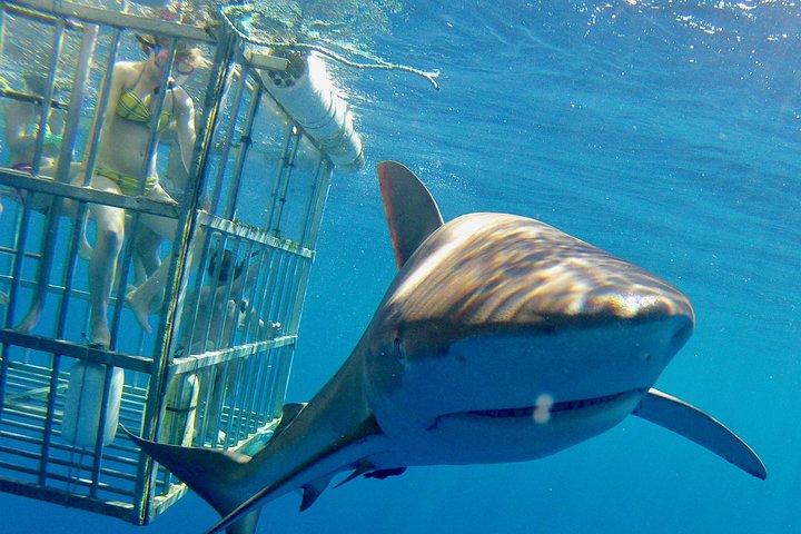 Oahu Shark Dive on the North Shore