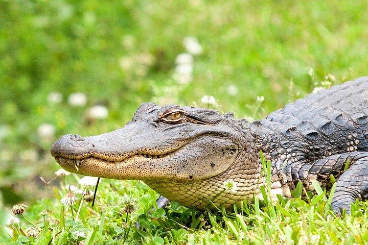 New Orleans Swamp and Bayou Alligator Tour