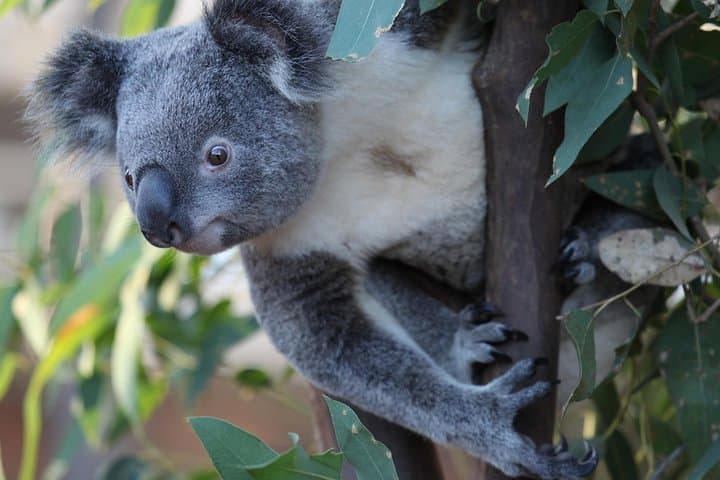 Sydney Attractions Pass: SEA LIFE Aquarium, Sydney Tower Eye, WILD LIFE Zoo and Madame Tussauds