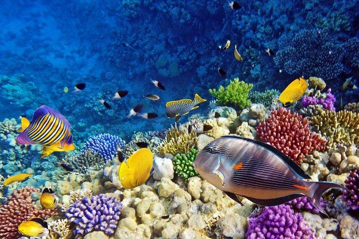 Snorkeling Trip to Utopia Island in Safaga from Luxor