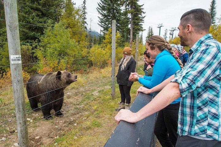 Discover Grizzly Bears from Banff