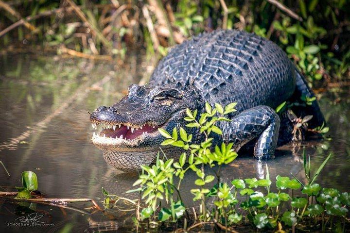 New Orleans Self-Transport Swamp and Bayou Boat Tour