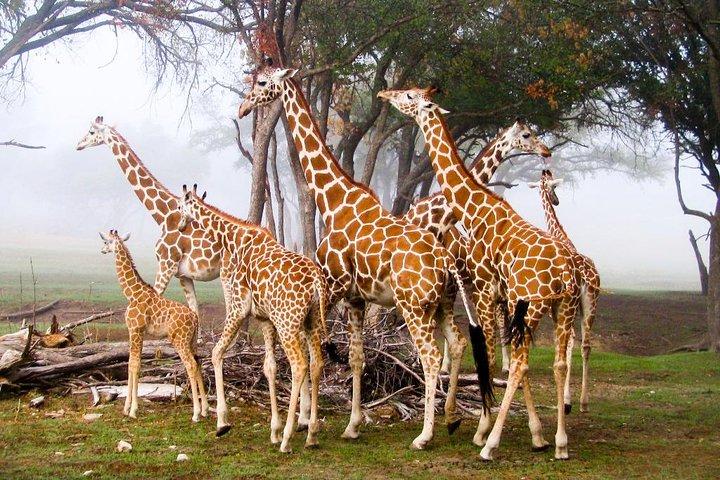 13-Days Discover Kenya Wildlife Private Safari & Diani Beach Holiday