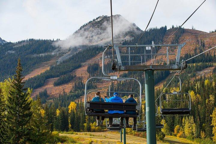 Discover Grizzly Bears from Banff