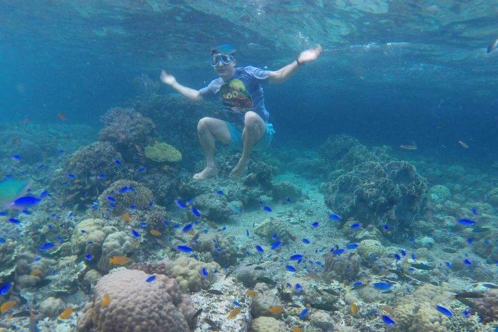 Cebu: Moalboal Sardines, Turtle Snorkeling & Kawasan Canyoneering