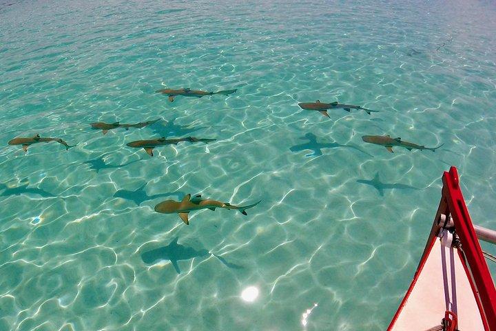 PRIVATE Half Day Tour : Moorea Snorkeling & Sailing on a Catamaran named Taboo