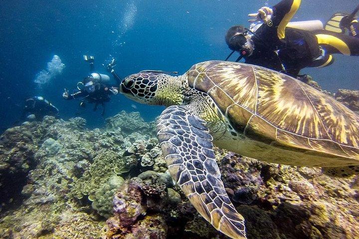 Cebu: Moalboal Sardines, Turtle Snorkeling & Kawasan Canyoneering