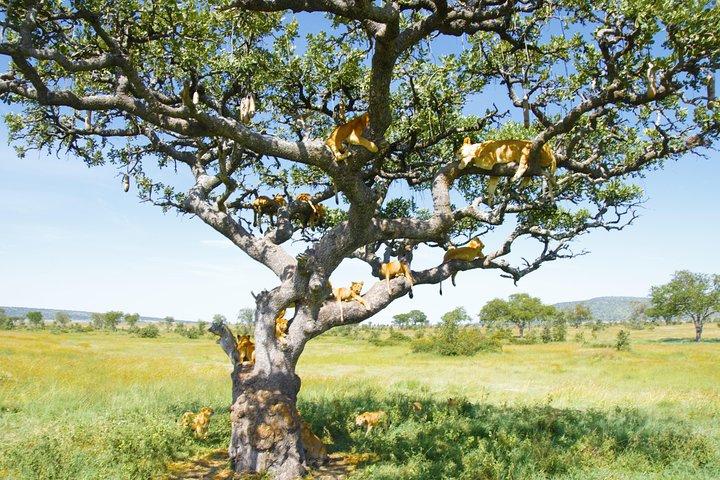 2 Days Joined group Safari in Lake Manyara and Tarangire National Park