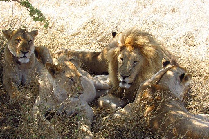 3-Day Masai Mara Big Five Safari