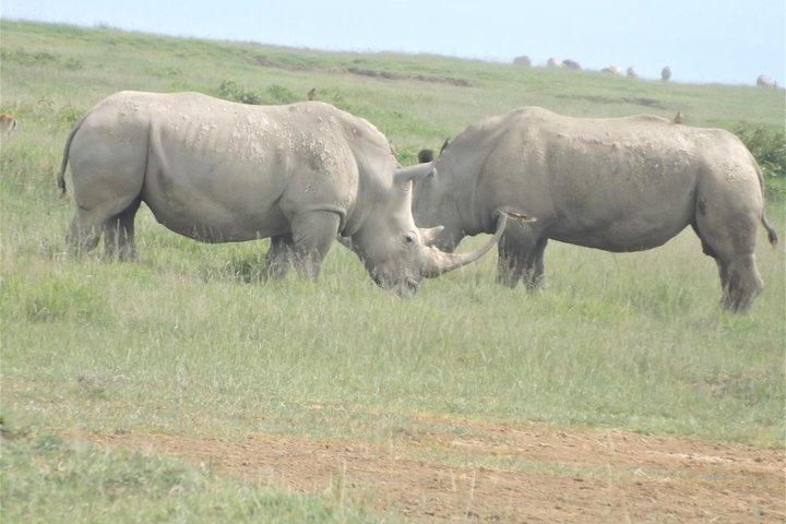 Thrilling 6 Days Amboseli-Lake Nakuru-Maasai Mara Budget Safari