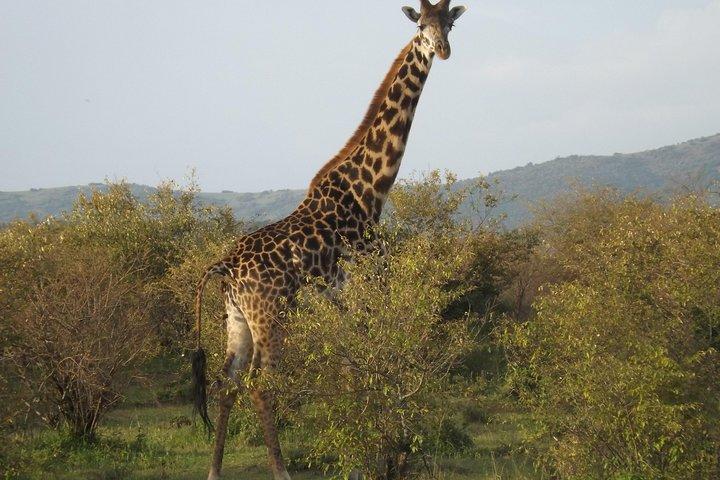 Thrilling 6 Days Amboseli-Lake Nakuru-Maasai Mara Budget Safari