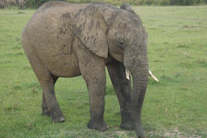 Thrilling 6 Days Amboseli-Lake Nakuru-Maasai Mara Budget Safari