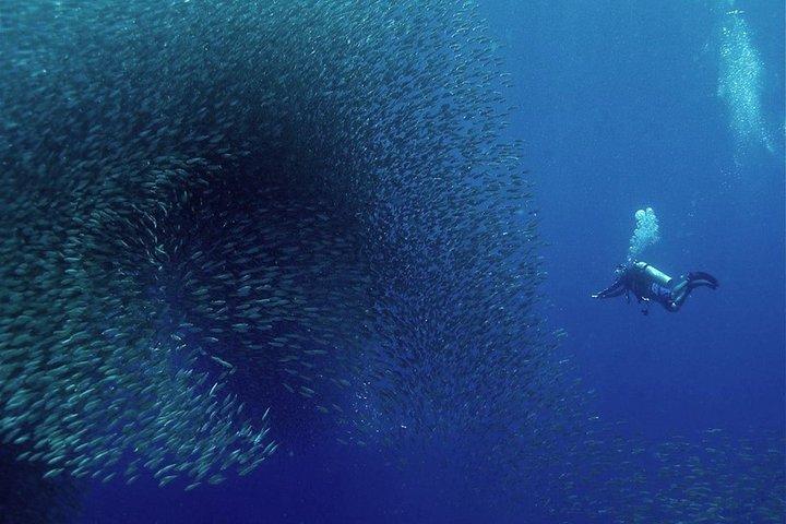 Oslob Whale Shark Snorkeling & Pescador & Sardine Run & Turtle