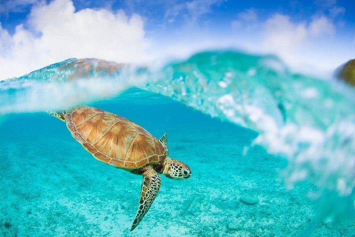 Oslob Whale Shark Snorkeling & Pescador & Sardine Run & Turtle
