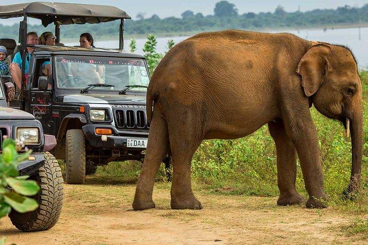 Day Trip to Udawalawe From Colombo (Transfer only)