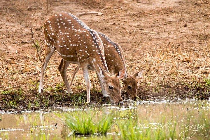 Day Excursions To Yala National Park Jeep Safari Form Galle