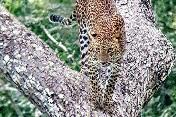 Private 02 Day Leopard Safari in Yala from Colombo