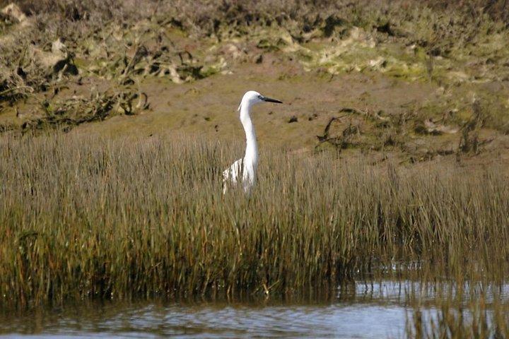 Eco Boat Tour in the Ria Formosa Lagoon from Faro