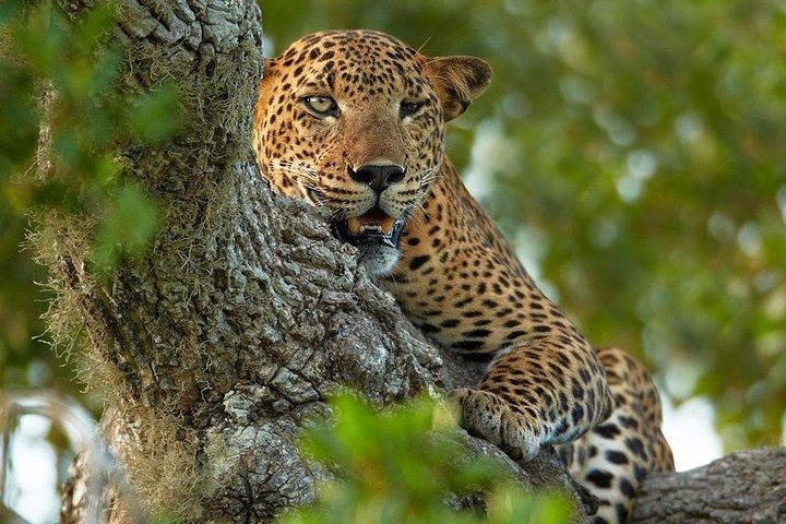 2 Nights All Inclusive Treehouse Safari in Yala with transfers