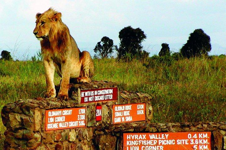 Early Morning Group Joining Game Drive In Nairobi National Park