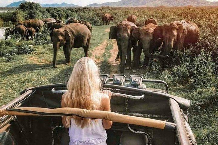 Udawalawe National Park and Elephant Transit Home From Galle