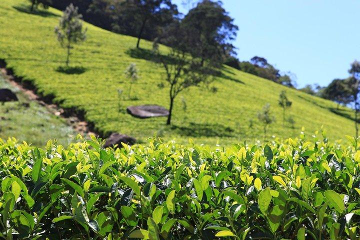 From Nuwara Eliya: Private Tea Plucking and Tea factory tour