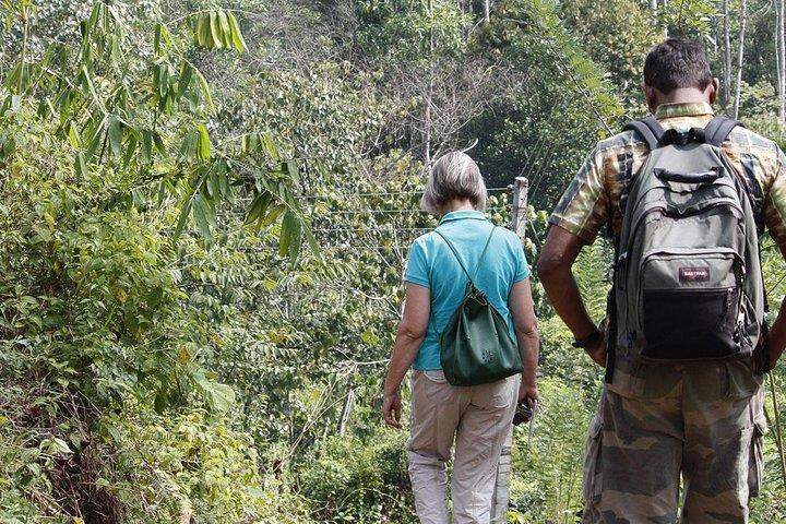 Exclusive: Private All Inclusive Overnight Rain forest adventure