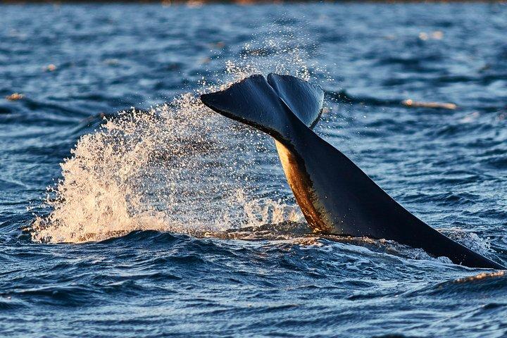 Whale Watching RIB Boat Tour in Skjervoy from Tromso