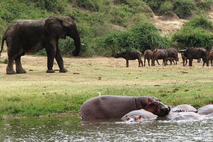 2 Days Safari To Queen Elizabeth National Park with Cruise
