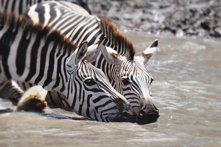 Tanzania Experience Safari and Tours