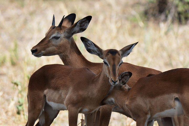 Tanzania Experience Safari and Tours