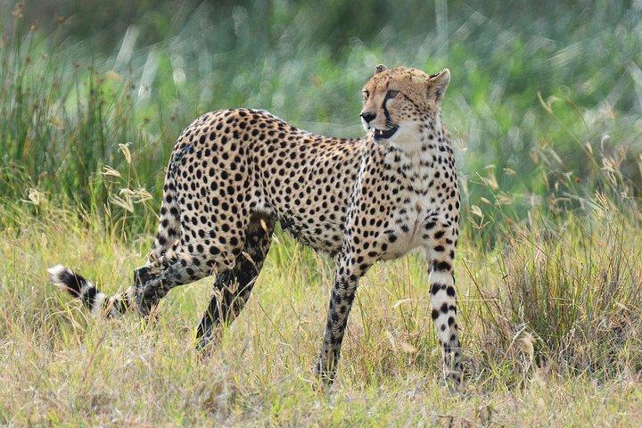 Tanzania Experience Safari and Tours