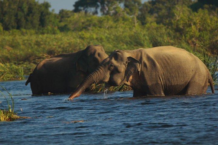 Afternoon Safari to Gal Oya National Park