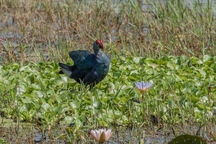 5 Days - Private Wildlife Photography Tour with Unique Accommodation options