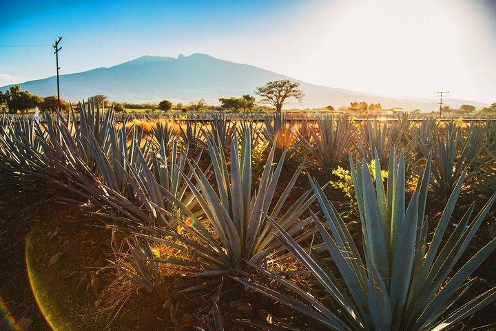 Full-Day Tequila, Jalisco from Puerto Vallarta with Tequila Experience