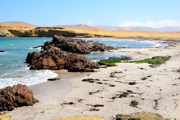Ballestas Islands and Paracas National Reserve Day Trip from Paracas