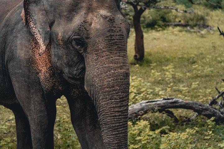 Udawalawa Safari(3-4hours) - Private Jeep with Experienced Driver