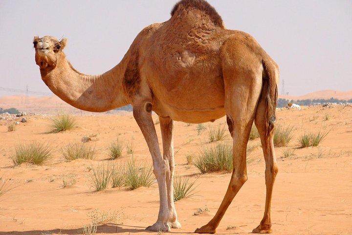 Dubai Red Dunes Desert Safari,ATV Quad Bike Camel Ride&BBQ Dinner