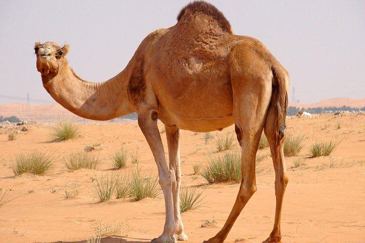 Evening Desert Safari 4x4Jeep,Premium Arab BBQ Dinner,Belly Dance